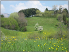 foto foto Paesaggi Collinari in Primavera